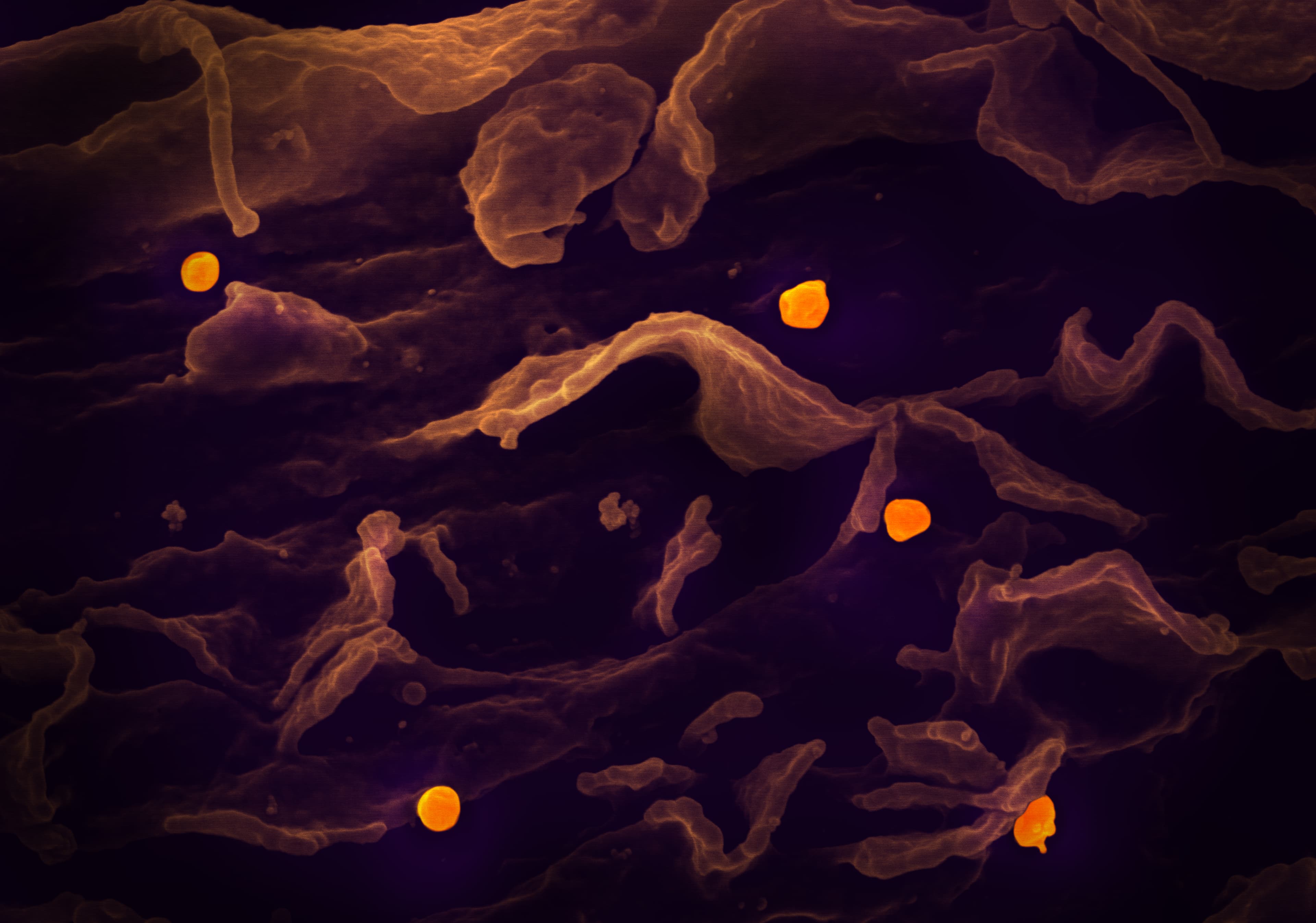 It's Not a Rumor Anymore — Nivaran Foundation