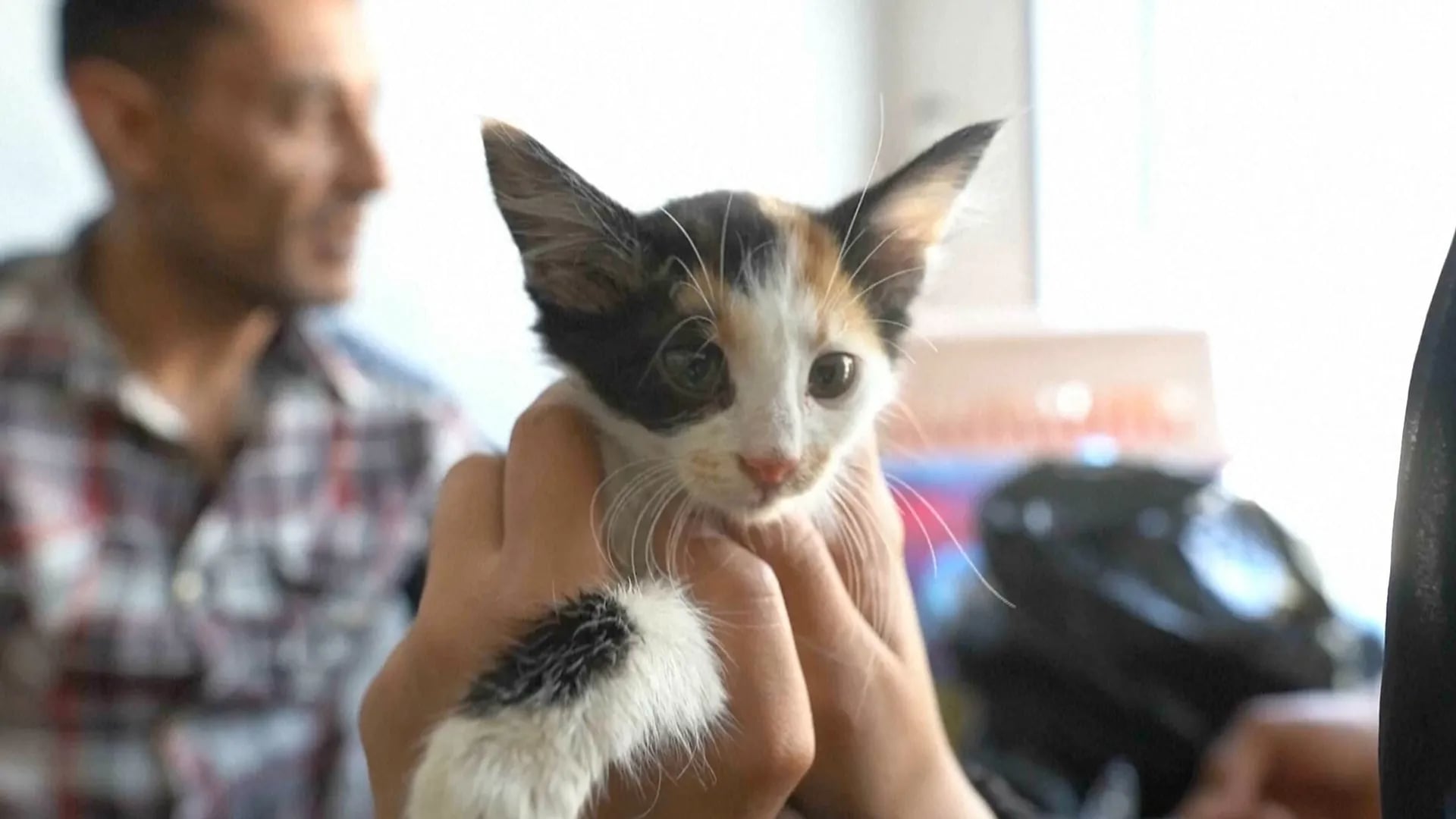 Global Health and Education Watch: Gaza pet owners struggle to keep animals healthy amid