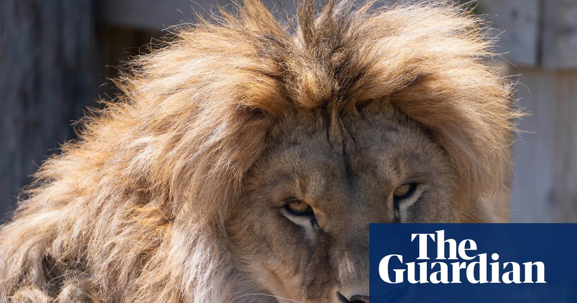 Global Health and Education Watch: Lion saved as cub from Ukraine war and brought