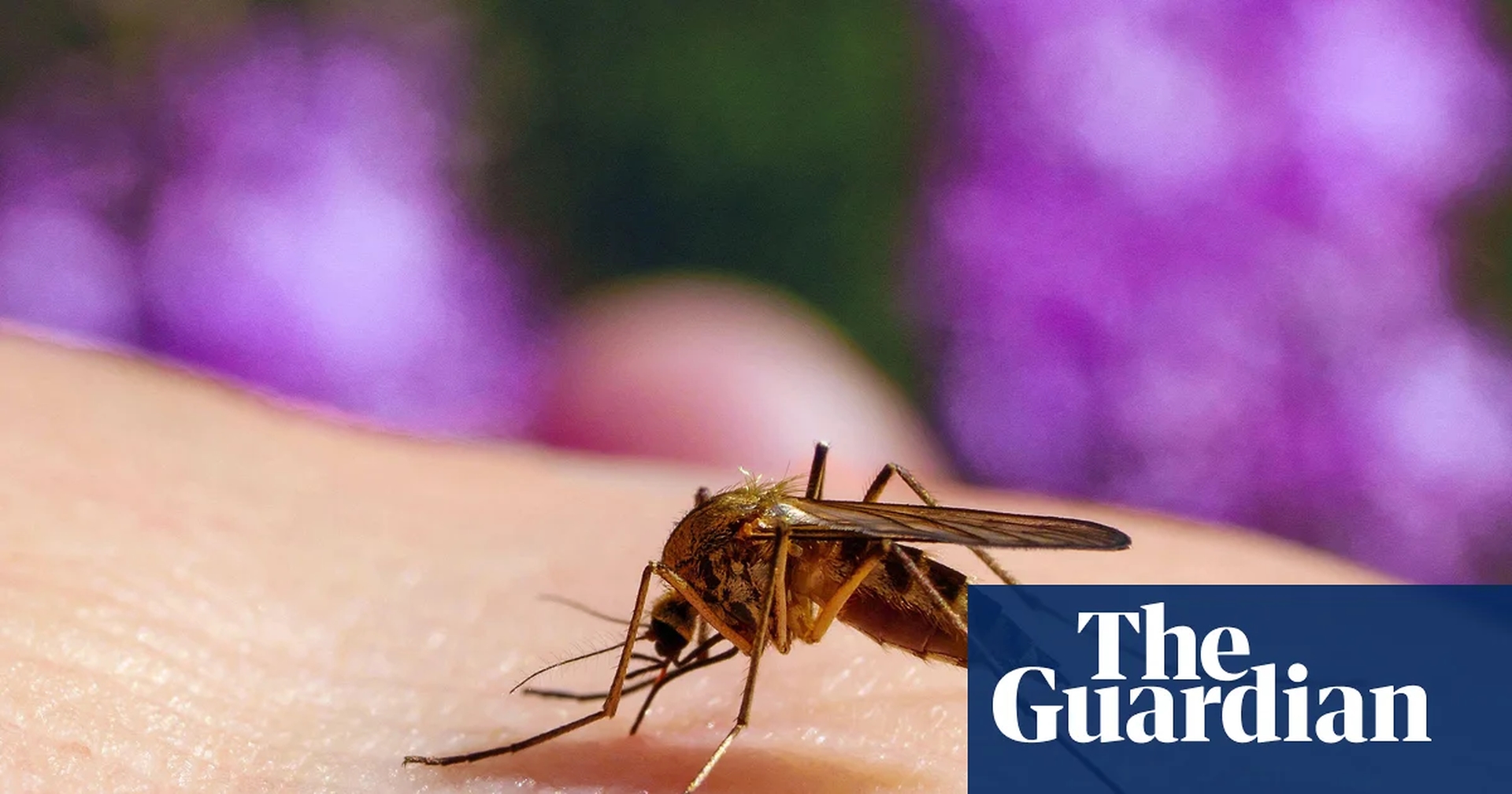 Global Health and Education Watch: Stop the bites! How to survive another summer of